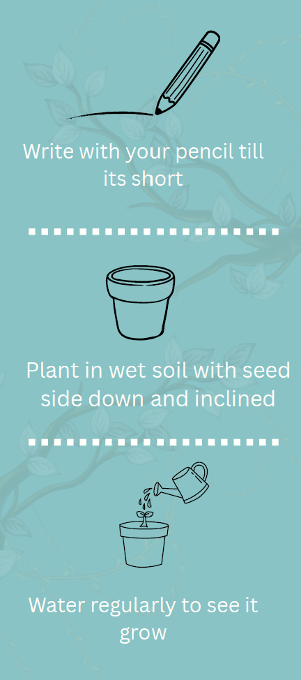 Giftyjoy Plantable Seed Pencils  – The Pencil That Grows Into A Plant!
